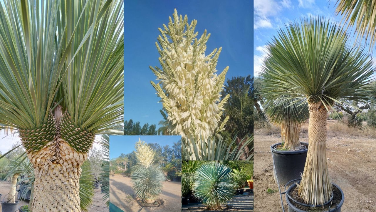 Yucca rostrata