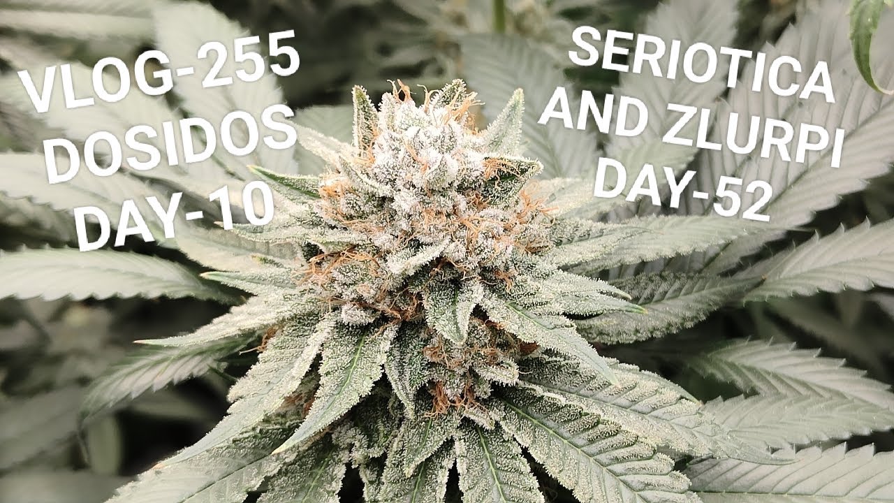 Seriotica And Zlurpi, Into Week Eight, The Smell Is Amazing, Nuggets Start To Swell Up VLOG NR 255
