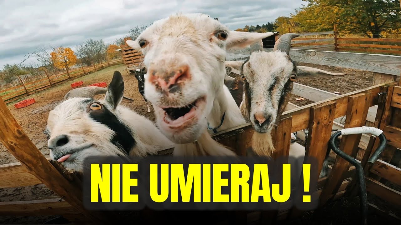 🐐 OBY TO PRZEŻYŁA 🐐 koza w tarapatach | MOJE MINI ZOO / odc. 768