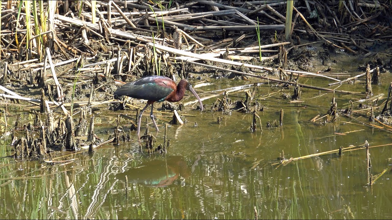 Bird watching,Spain,Extremadura,Part 4,Mérida,Alagne