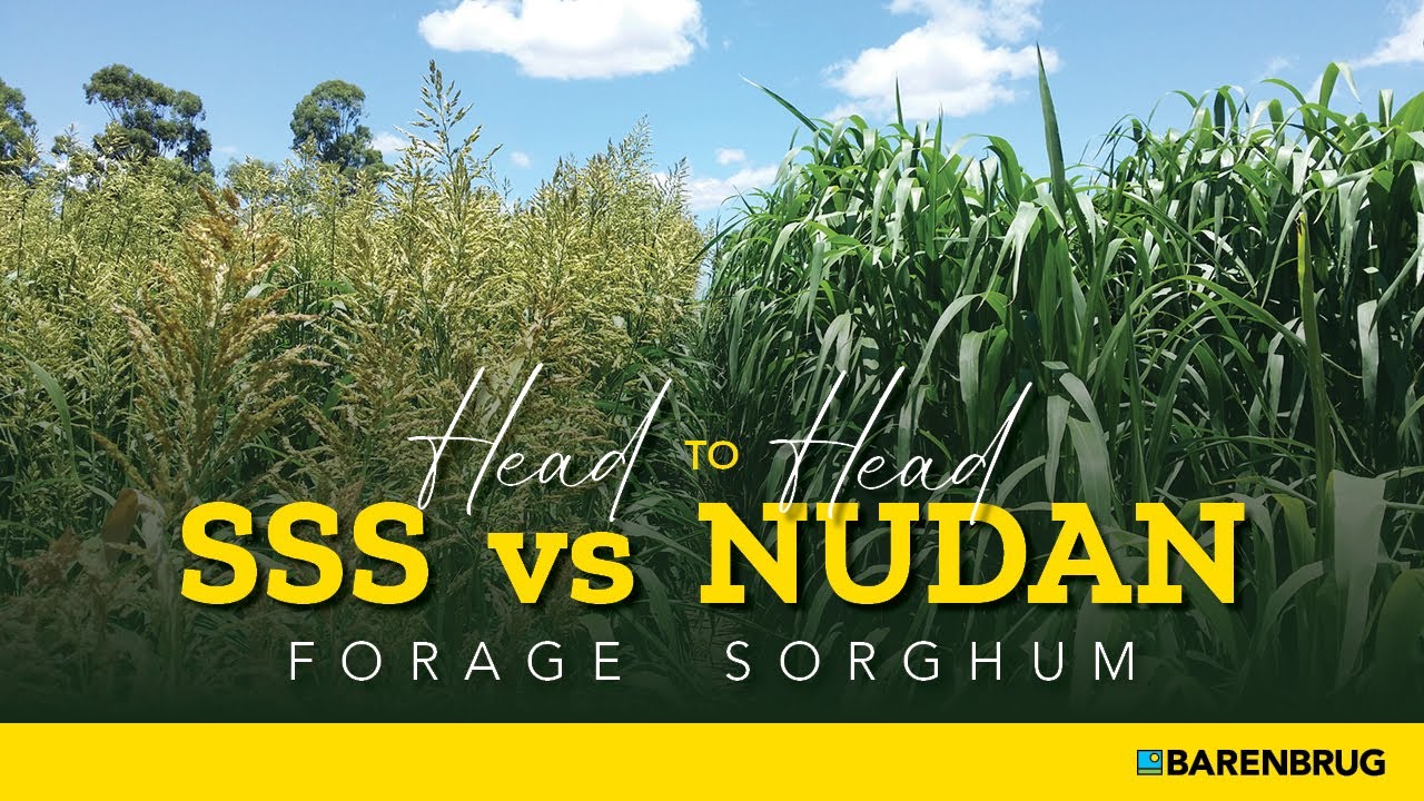 Nudan v SSS Forage Sorghum