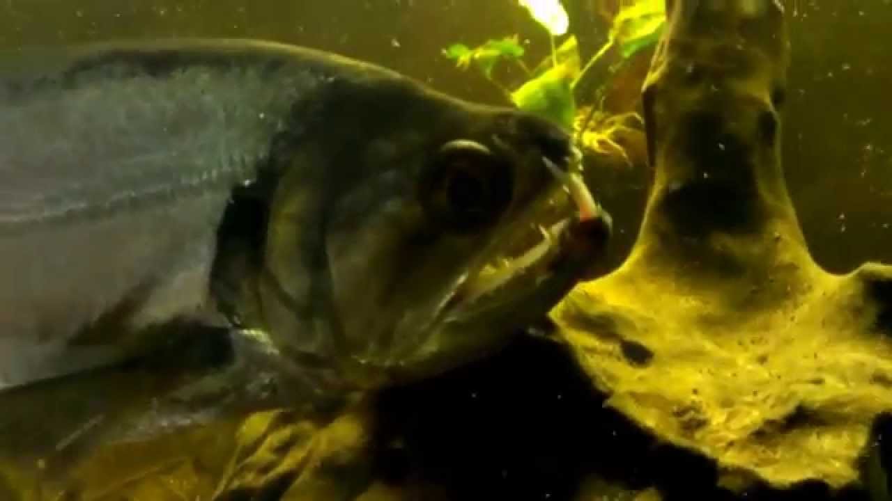 Armatus Payara - big teeth & aggression (HD)