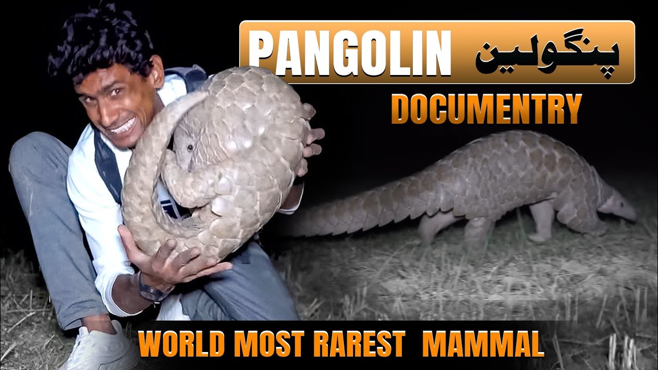 Pangolin |World Most Rarest Mammals |Kashmir diaries  |Wildlife  Dacumentry 