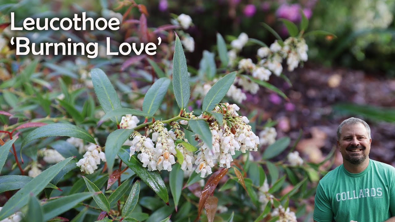 Burning Love™ Leucothoe