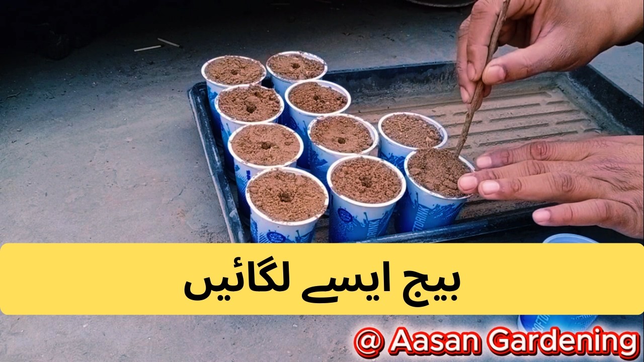 Ghar Mein Beej Kaisay Lagayen? | 100% Germination Tips | Home Gardening in Urdu | Aasan Gardening