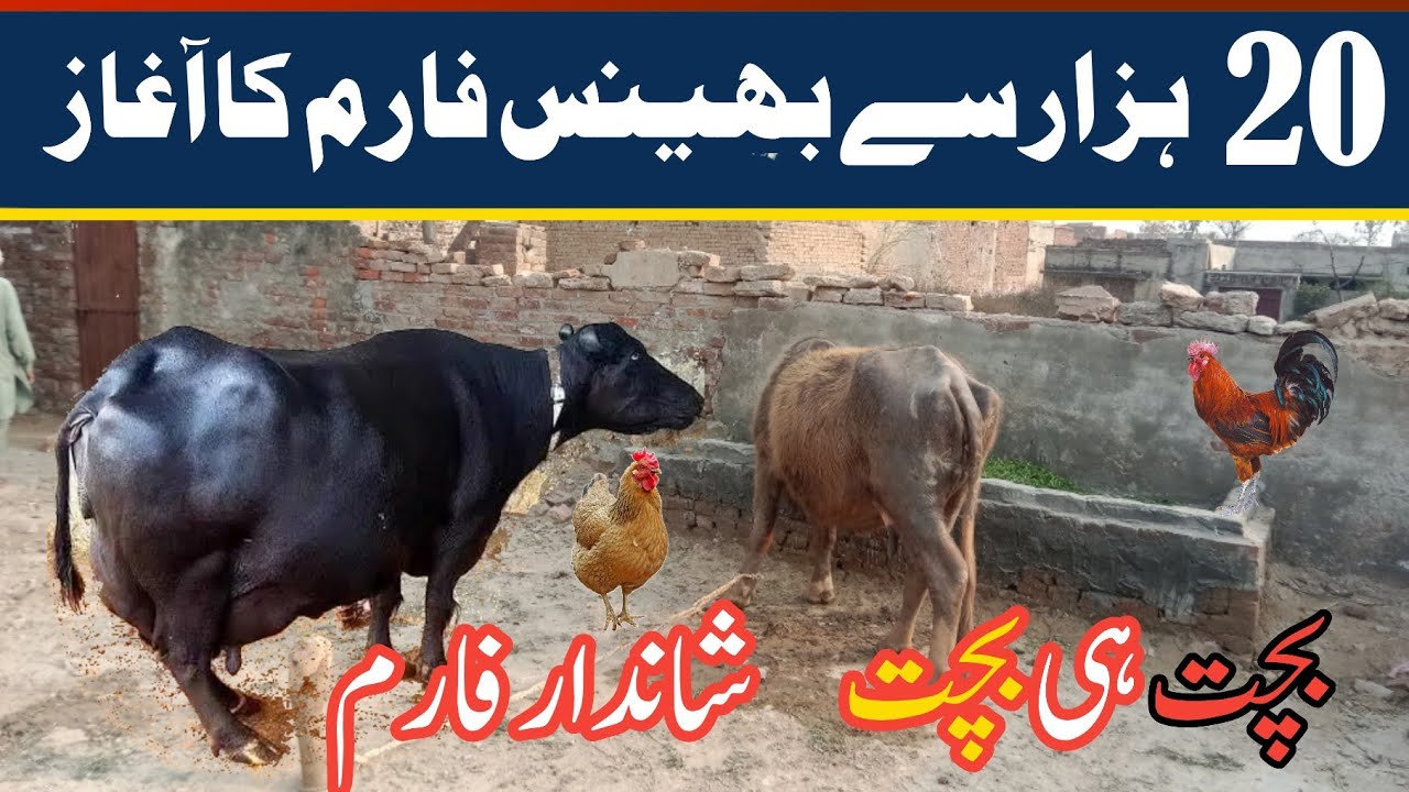 Start Buffalo Farming with Just 20,000 Rupees | Low Investment High Profit Dairy Business