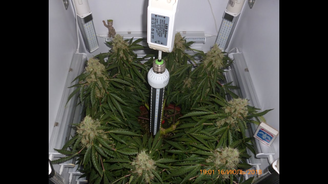 Main Lining Grow indoor cannabis. Marijuana. Hemp.