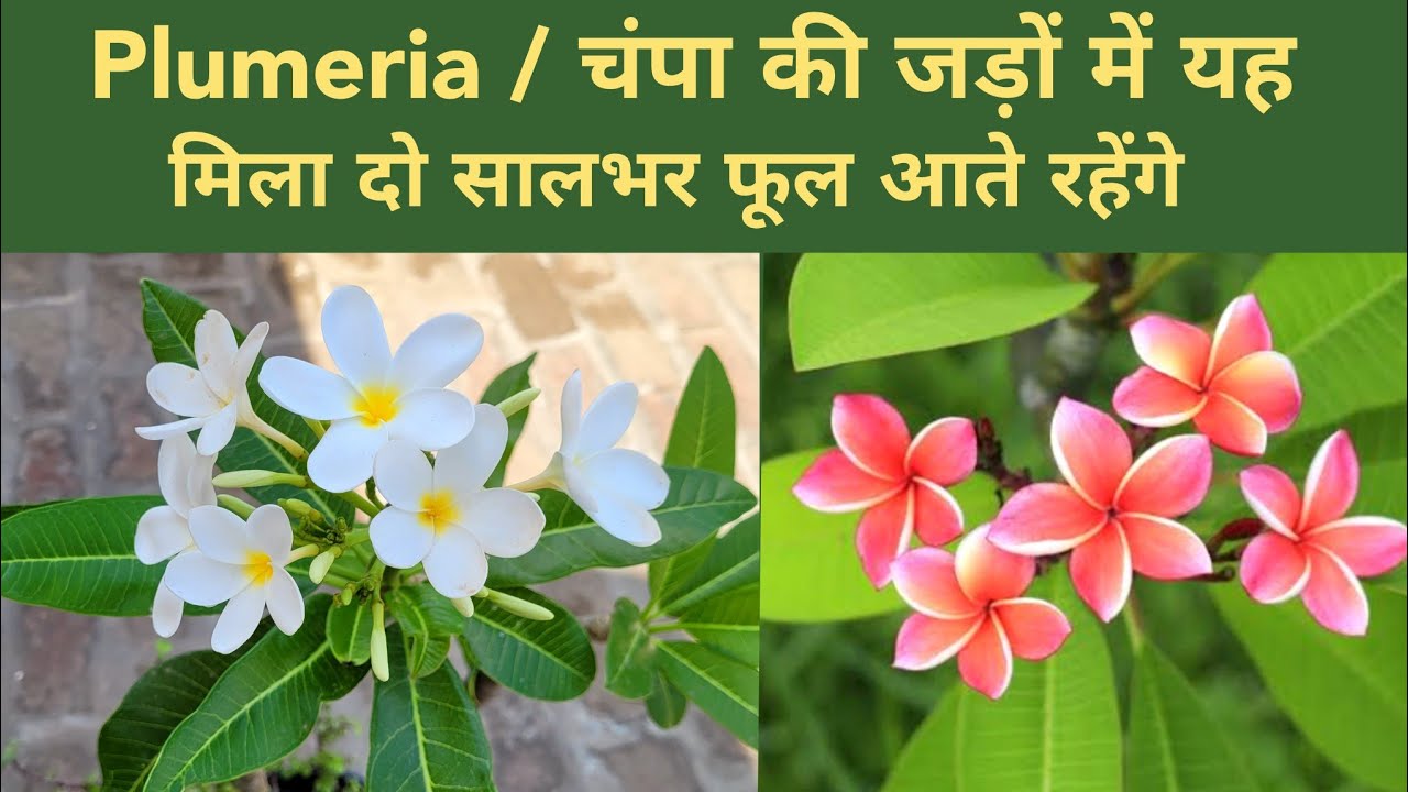 चंपा की जड़ो में एकबार यह मिला दो सालभर फूल आते रहेंगे / Plumeria plant fertilizer / Frangipani plant