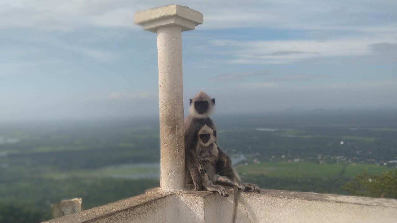 වැඩසිට්කන්දේ ඉන්න වල් ඌරො රංචුව🐗|🐾🐒🌿#vlog 