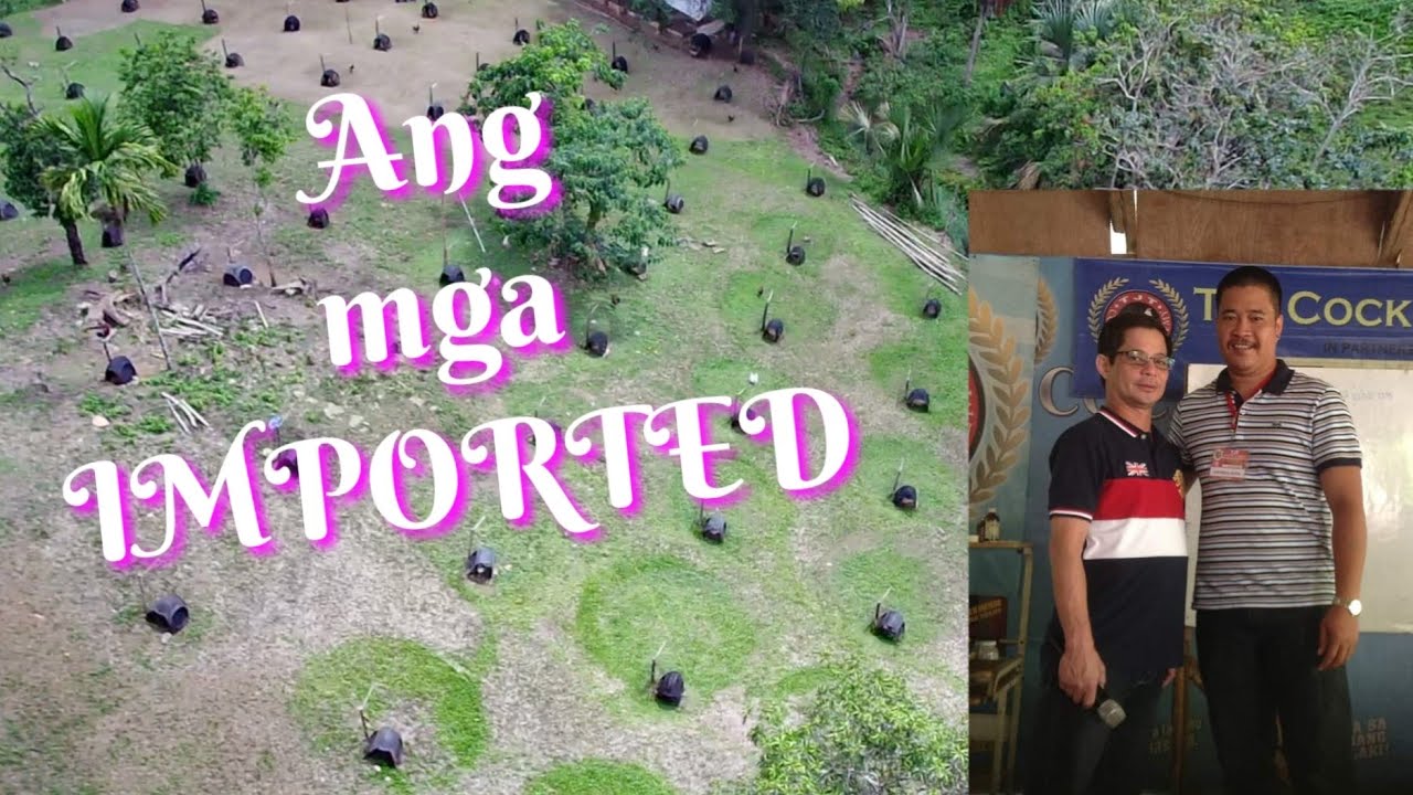 EP275 part 3: Imported halos lahat