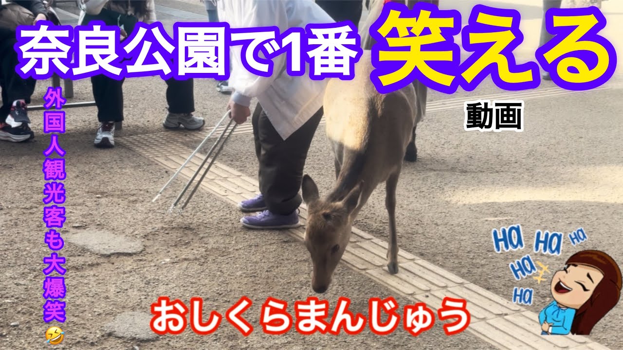 奈良公園で1番笑える動画🤭これを見逃したら絶対にそん‼️鹿さん侵入禁止エリア🈲鹿とお店の人