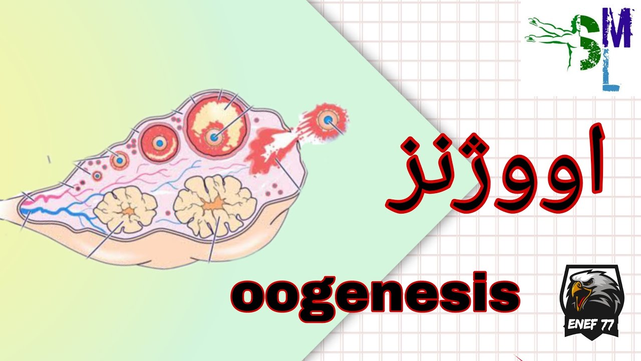 Oogenesis |همه چیز درباره ی تخمدان (اووژنز)