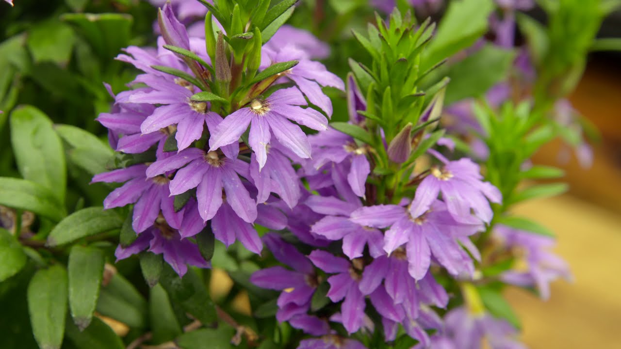 Annuals vs. Perennials in the Landscape