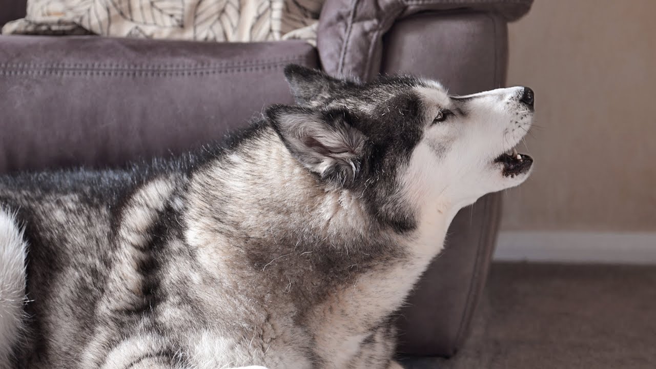 Husky Has An Argument With His Best Friend!