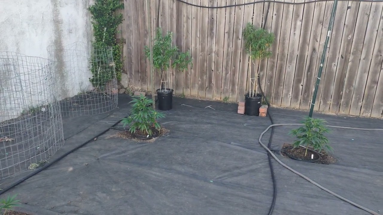 2024 outdoor grow
