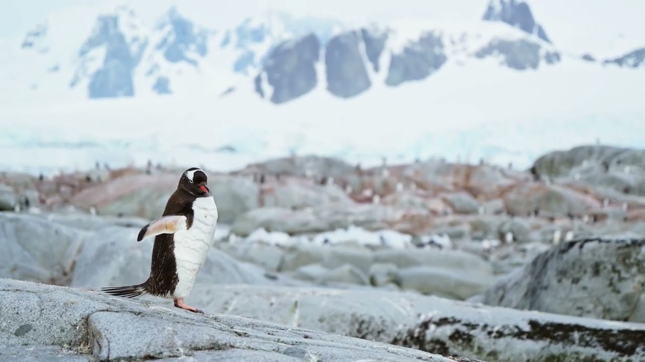 Penguin 