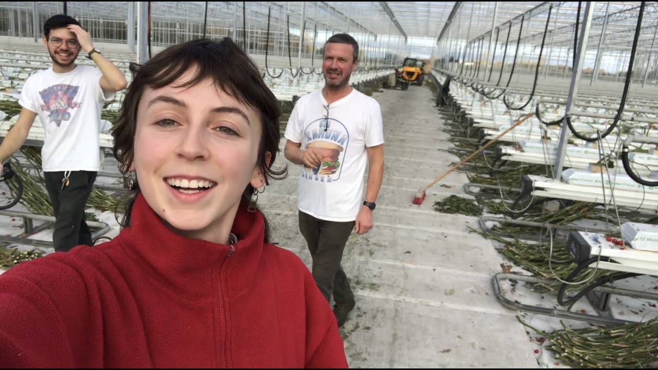 How to remove tomato plants from 5 acre greenhouse?!