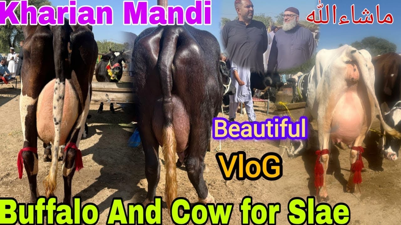 special vlog kharian Mandi Buffalo and cow ka visit and smosa corner shop ka visit @Saqibsworld_99 