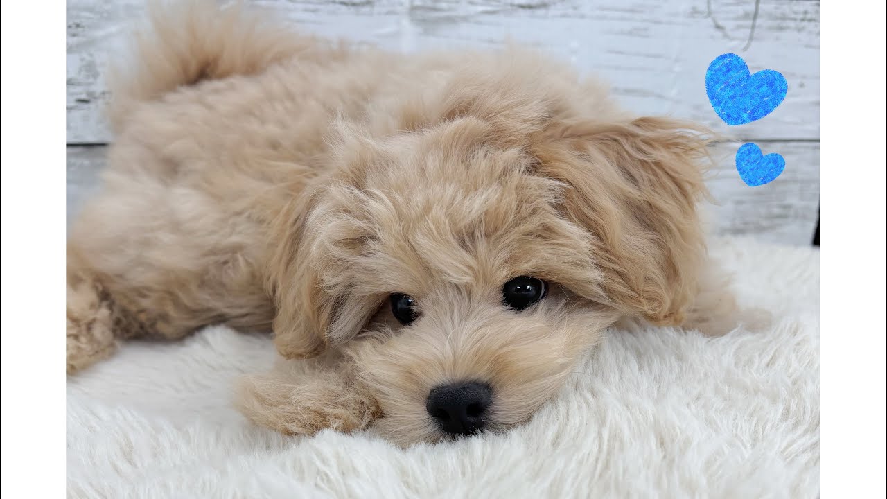 マルチーズとトイプードルの男の子🩵🐾 もふもふで触り心地最高🎶