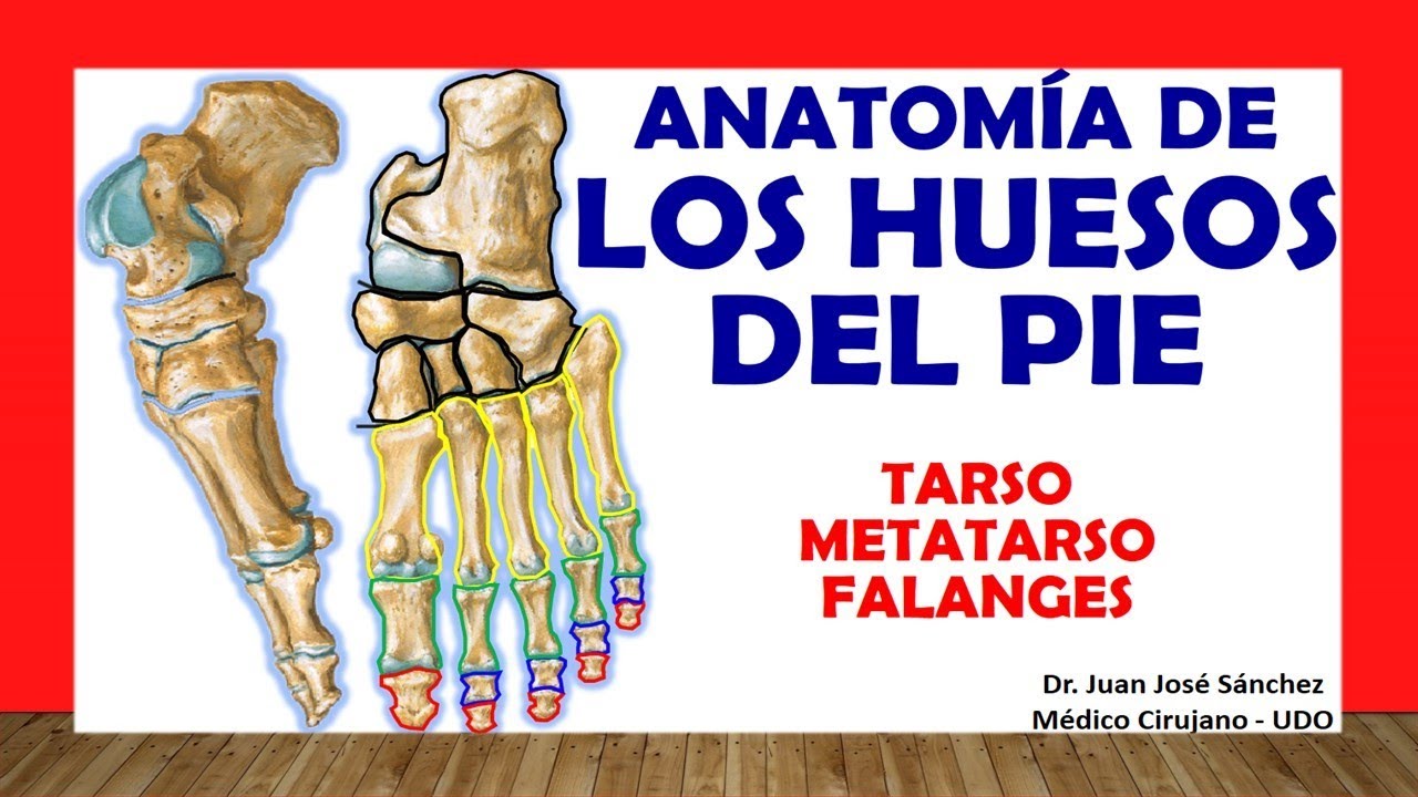 🥇 HUESOS DEL PIE. (Tarso, Metatarso y Falanges). Fácil, Rápido y Sencillo