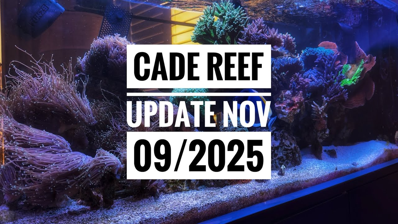 CADE 1500 S/P Update: Dragon Soul Torch Take Over