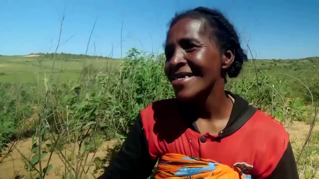 Madagascar's farmers tackle drought with 'pigeon peas'