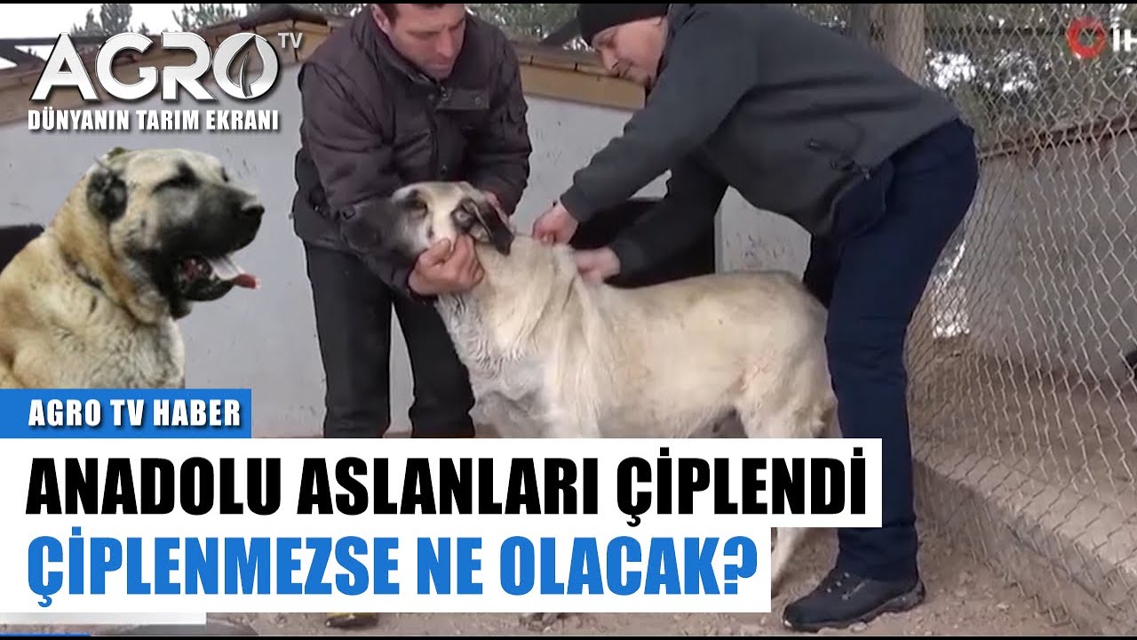 Anadolu Aslanları Çiplendi! Mikroçip Uygulaması Ne İşe Yarar? | Agro Tv Haber