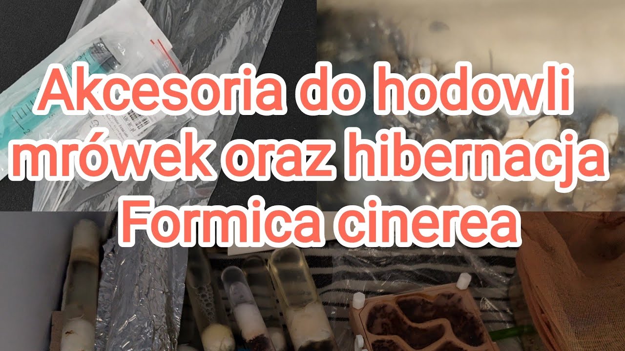 🐜Akcesoria do hodowli mr&oacute;wek i Formica cinerea w zimowaniu.🐜