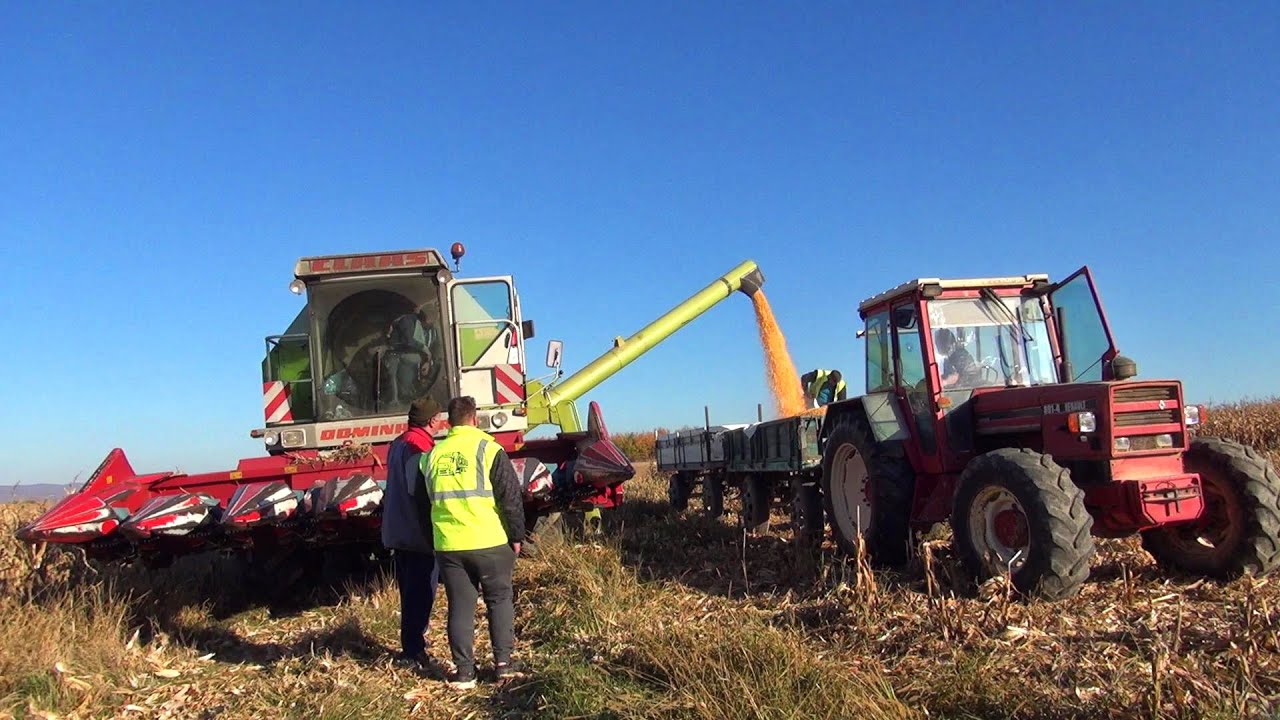 Recoltăm porumbul la Hotar-Bihor cu combina Claas Dominator 98 DS-tractor UTB 650- Renault 891-4