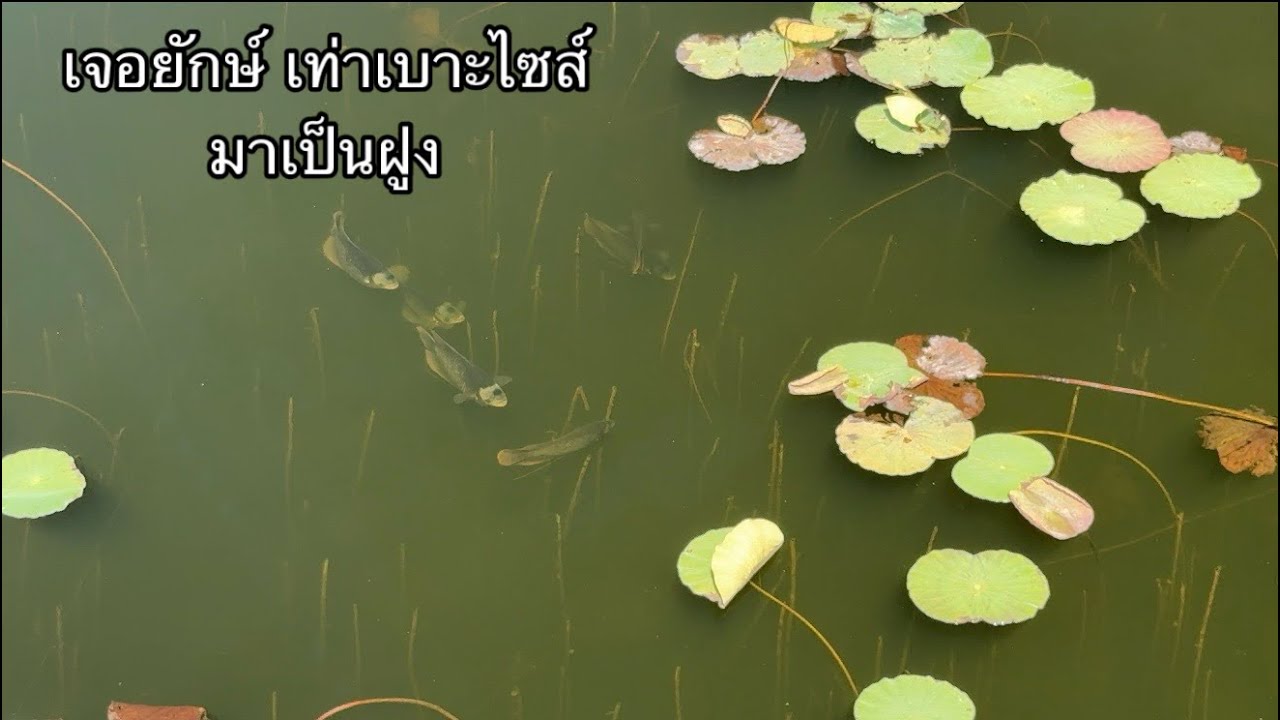 เจอแรดยักษ์ ตัวเท่าเบาะมอไซค์ มาเป็นฝูง 