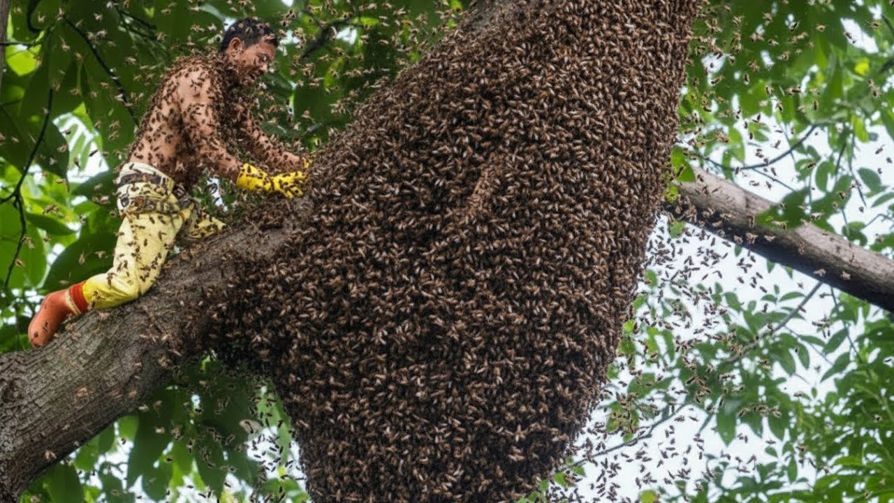 Wild Honey Harvesting | Dangerous Tree Climbing in Vietnam Jungle