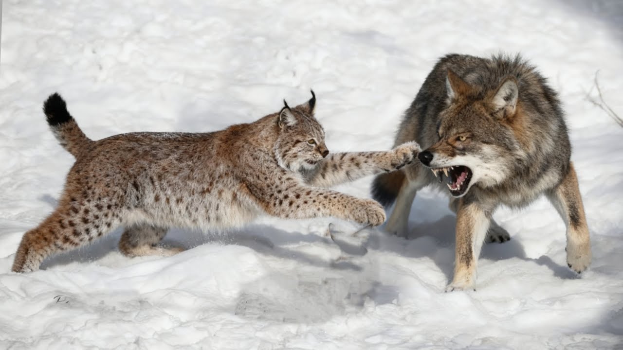 Lynx Against Wolf | Only One Dominates This Mountain