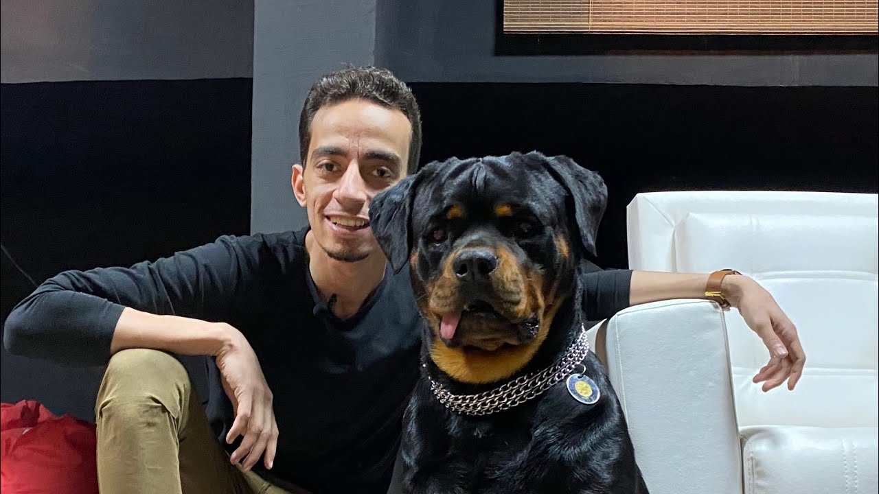 اوسكار كلب Rottweiler  تم التعامل معاه بطريقتي وده اللي حصل | Mahmoud And Kovu محمود و كوڤو