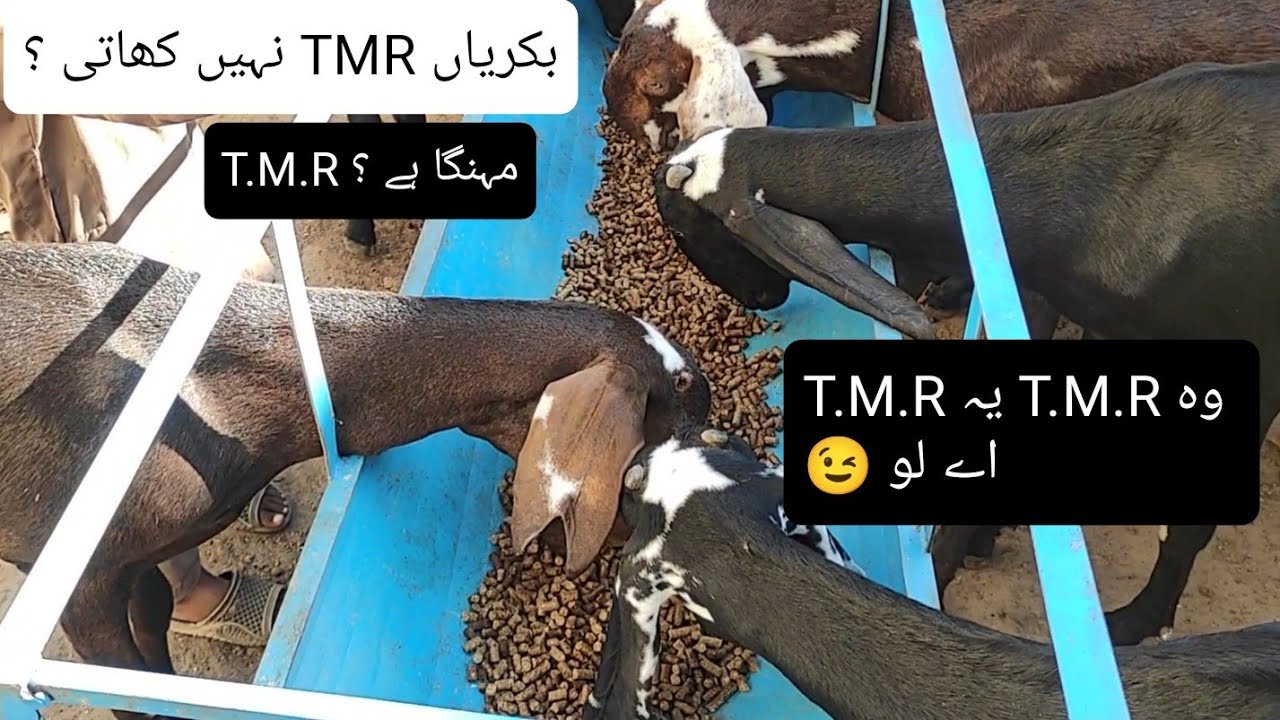 Goat land feed T.M.R For Goats بکریوں کی مکمل خوراک
