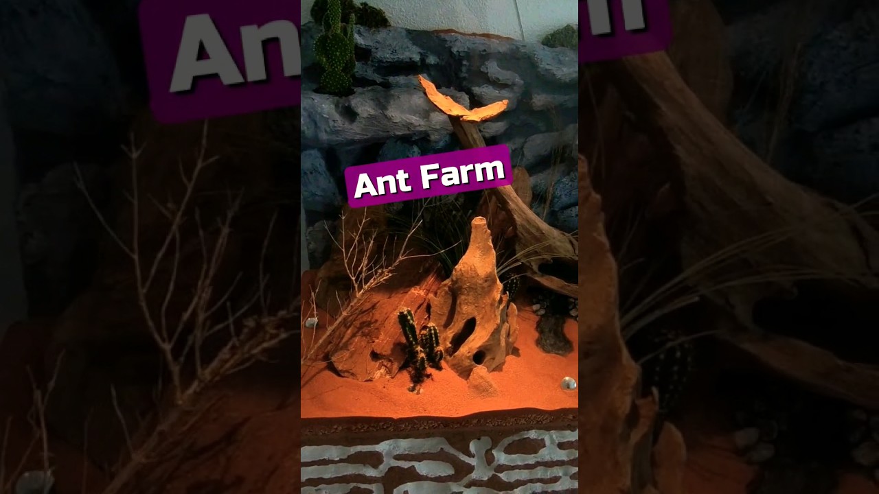 🤩 DIY Epic Ant Farm!
