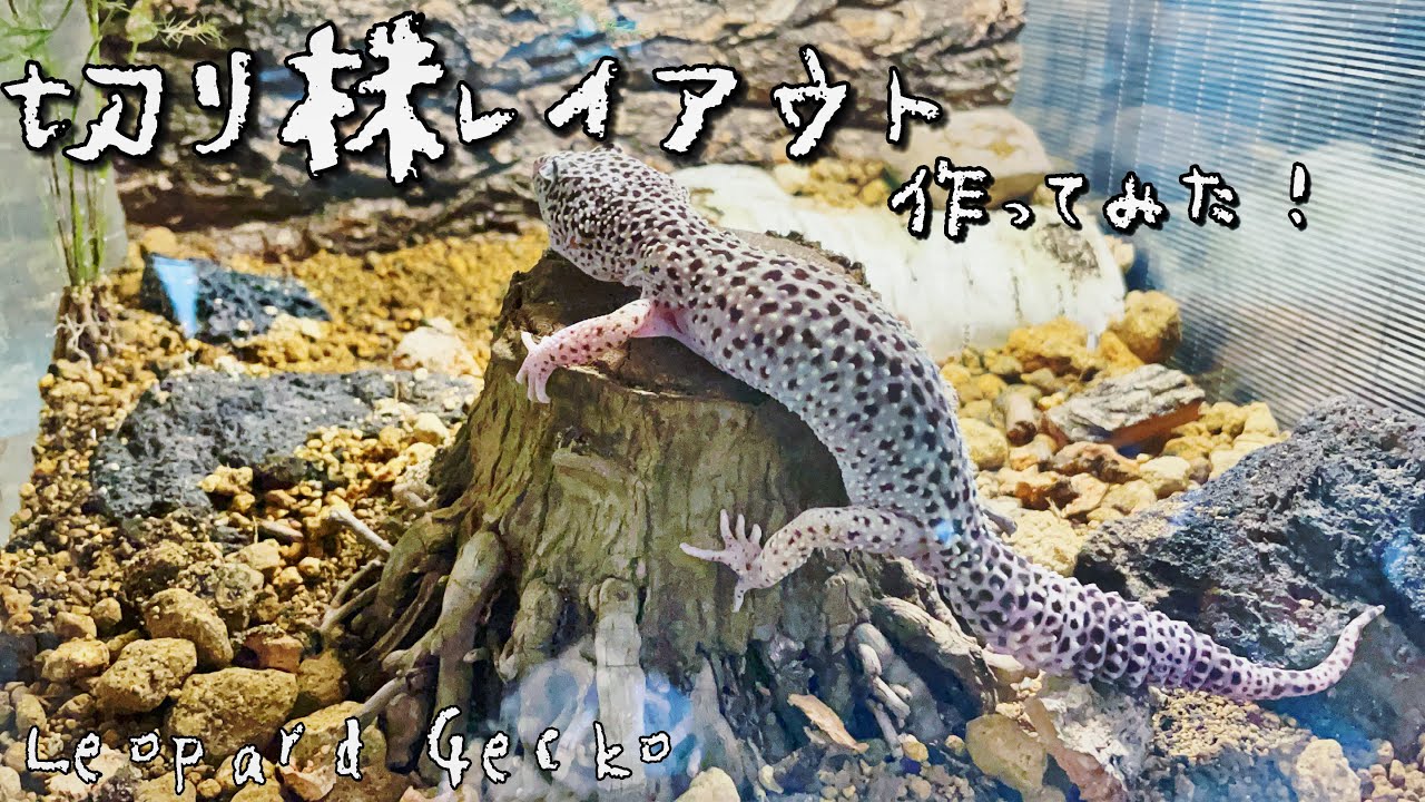 レオパのケージに切り株生やしてみた