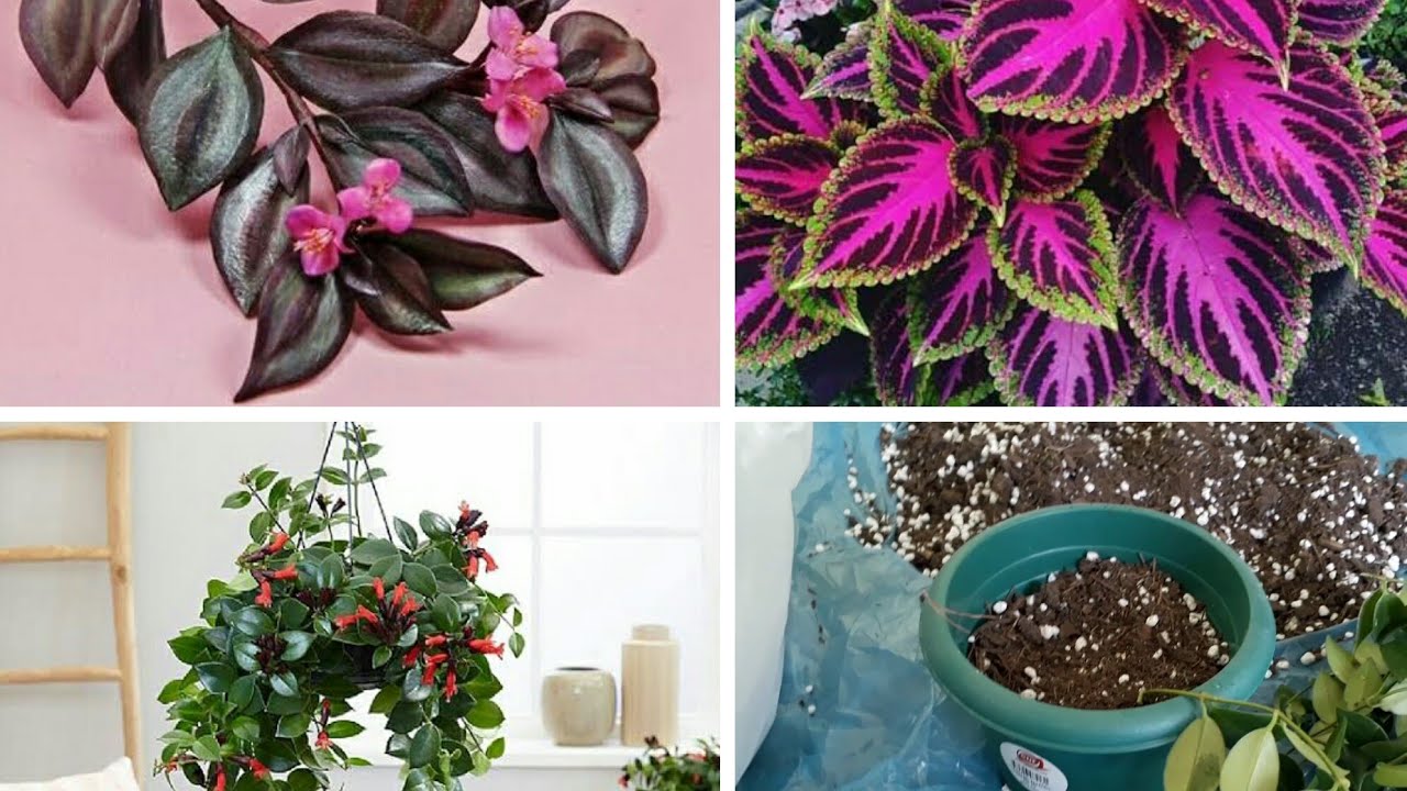 BEDAVA TOPRAKLA ÇİÇEK DİKİMİ 🌱 KOLAY ÇİÇEK BÜYÜTMEK 🌹 RUJ ÇİÇEĞİ 🌱 YAPRAK GÜZELİ 🌱 TELGRAF ÇİÇEĞİ 💖