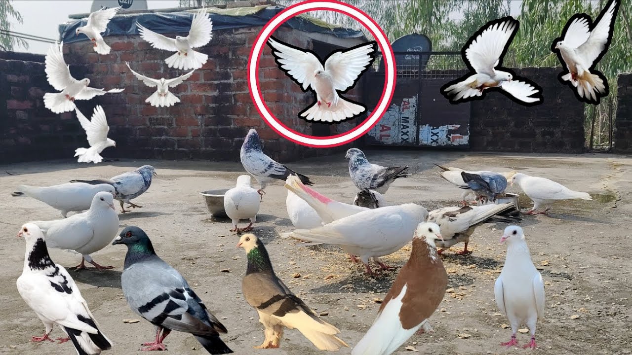 SARE KABUTAR LOVER VIDEO VIRAL 🕊️👀  Punjabi kabutar dikhata hun pigeon pets Kabutar vlog video viral