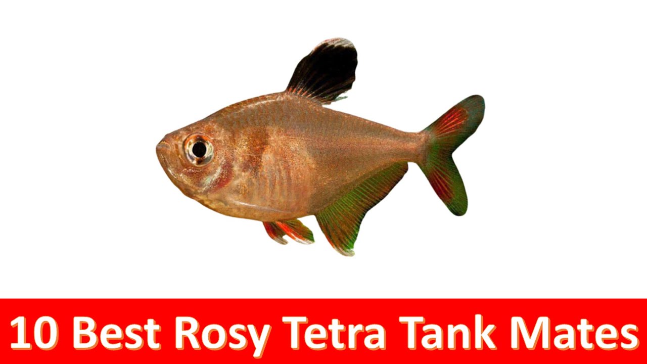 10 Best Rosy Tetra (Hyphessobrycon rosaceus) Tank Mates