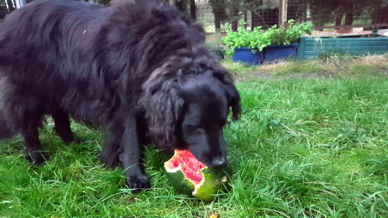 Unser Hund ist so verfressen dass er sogar eine Wassermelone voll lecker findet.