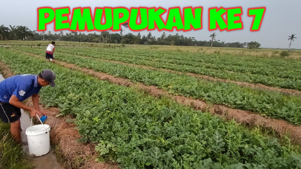 (19) PEMUPUKAN KE 7 TANAMAN SEMANGKA