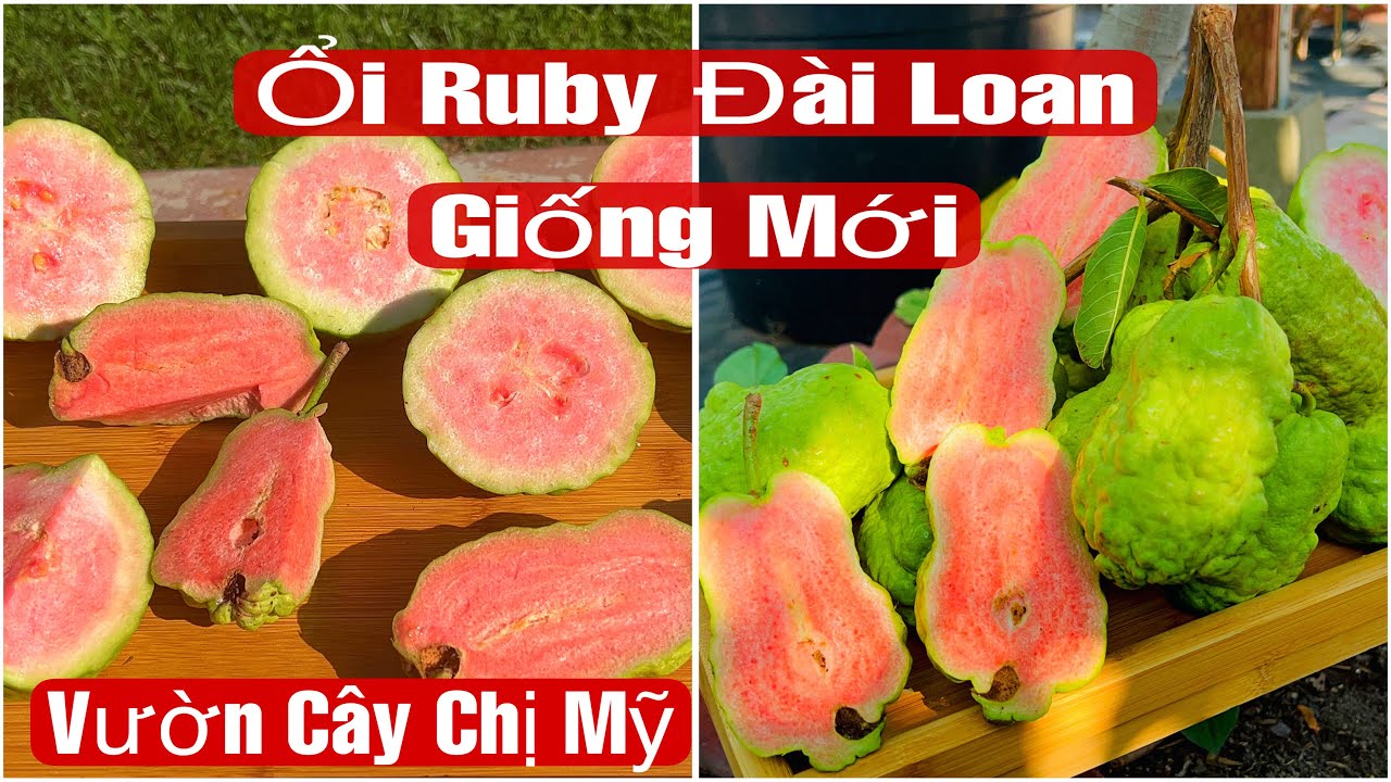 New Red Ruby Guava Variety – Fresh from Ms. Mỹ’s Garden! 