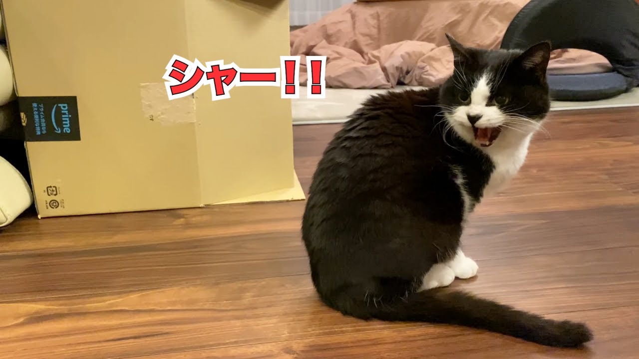 本日のシャー（教育的指導）、そしておひざを満喫する先住猫おむすび【二本足のエースくんトライアル日記】