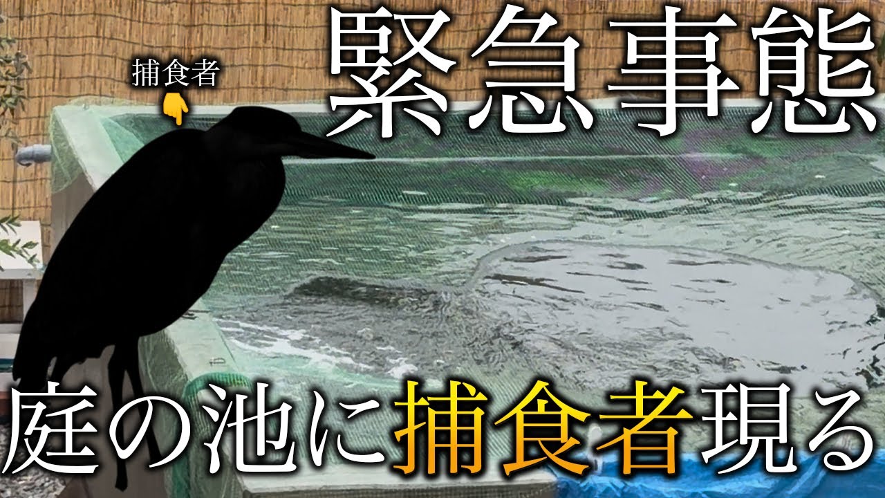 【庭池に緊急事態】まさかの捕食者が毎日のように現れて魚達を捕食していく！対策して魚を守れ！
