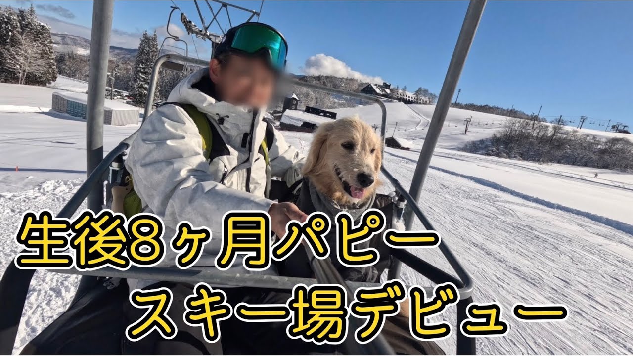 【生後8ヶ月】爆走が止まらない‼️黒姫高原スノーパークでスキー場デビュー