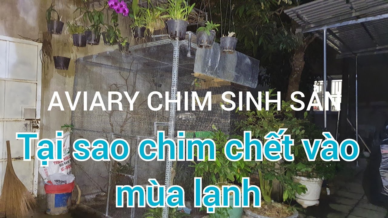 aviary nuôi chim sinh sản, avi chào mào, ngũ sắc yến phụng, cần chú ý khi nuôi chim mùa lạnh