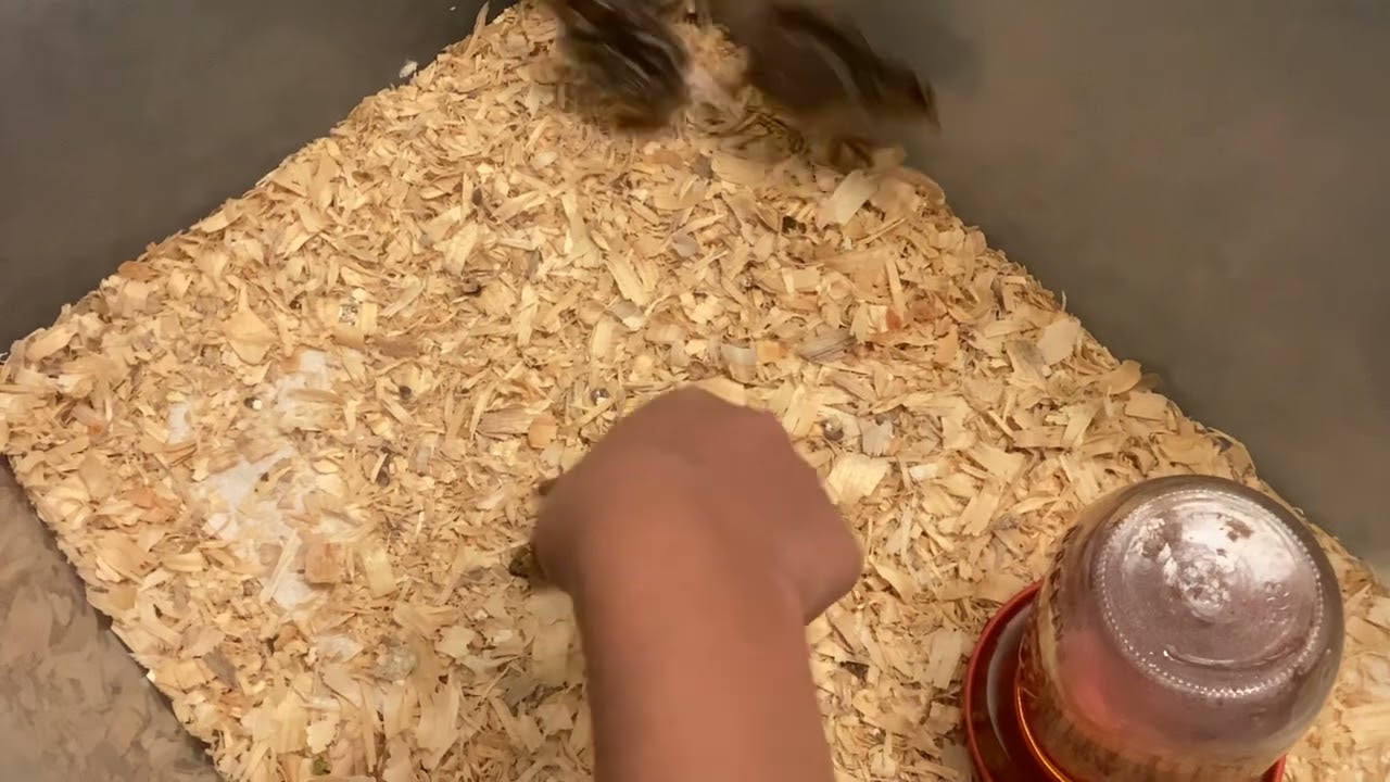 We&rsquo;re going to hatch more eggs!