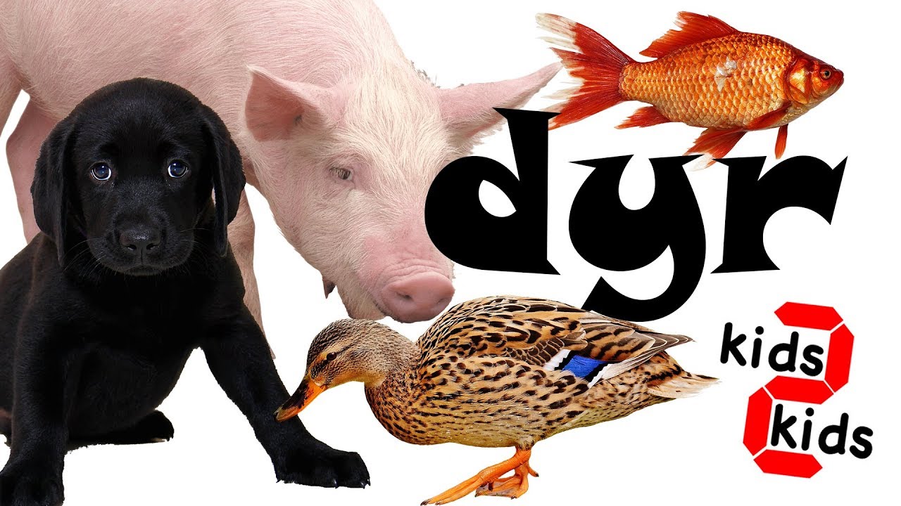 Lær dyrenes navne på dansk med kids 2 kids, learn danish animal names