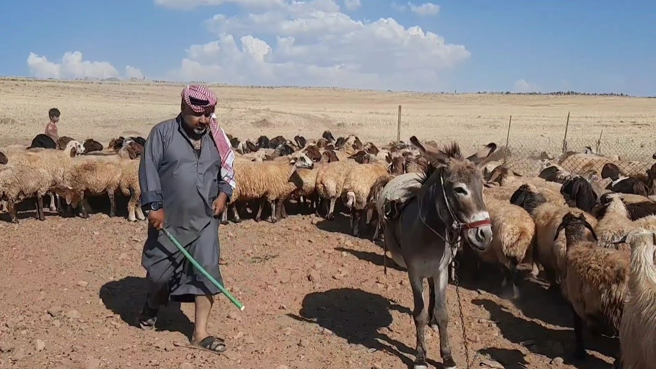 فيلم كردي مواثر راعي الغنم وابنه الي مابحب شغل 😔😔
