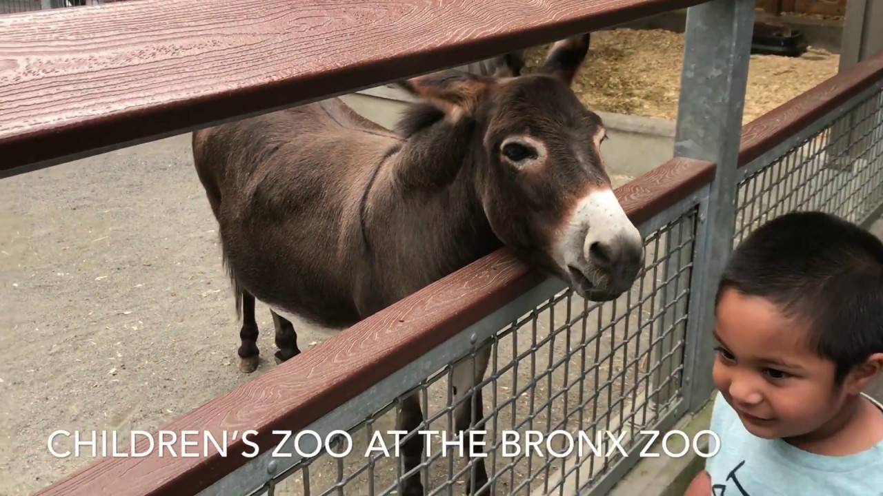 Children’s Zoo at the Bronx Zoo